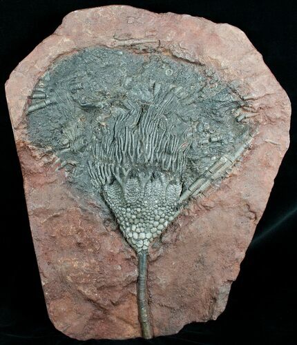 / Inch Moroccan Crinoid #4020